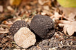 Black truffles