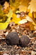 Black truffles