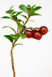 Photo en ligne au meilleur prix Late cowberry.