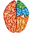 Human brain top view Human brain top view