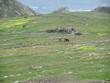 des chevaux