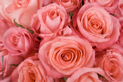 Photo: Roses Roses