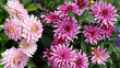 Dahlien, Dahlia variabilis, weißrosa und hellviolett
