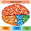 Human brain top view Human brain top view