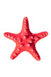 Red starfish isolated on white background Red starfish isolated on white background
