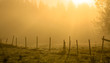 Golden mornig