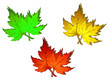 Autumn colorful leaves Autumn colorful leaves
