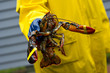Photo: Fisherman and his freshly caught Maine lobster Fisherman and his freshly caught Maine lobster