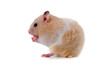 Hamster