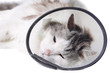 Cat wearing a protective Cat wearing a protective