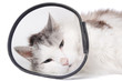 Cat wearing a protective Cat wearing a protective