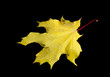 Yellow maple leaf isolated on black background Yellow maple leaf isolated on black background
