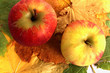 Foto: Herbstäpfel Herbstäpfel