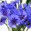 Cornflowers