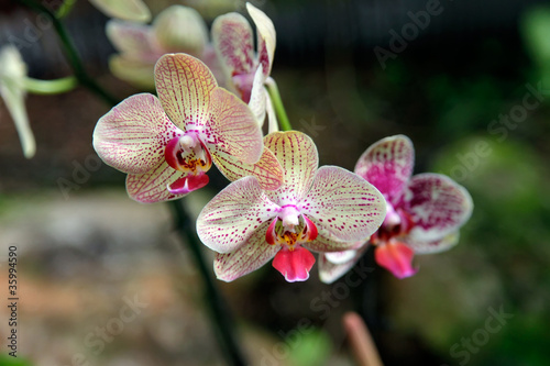 Photo: orchid orchid