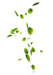 feuilles air