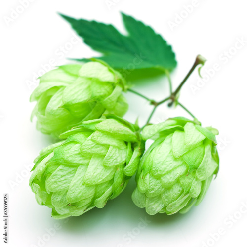 Photo: hop isolated on white hop isolated on white