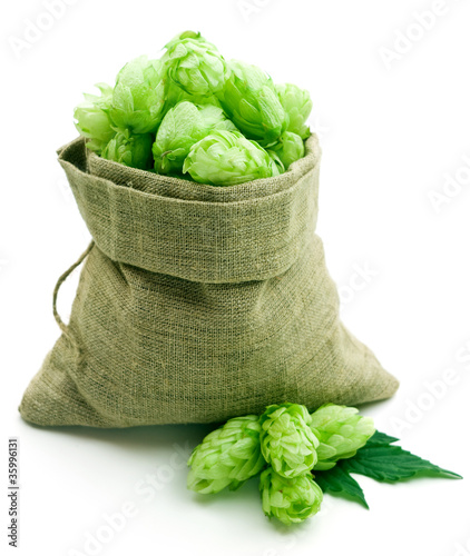 Photo: Hop in a burlap bag Hop in a burlap bag