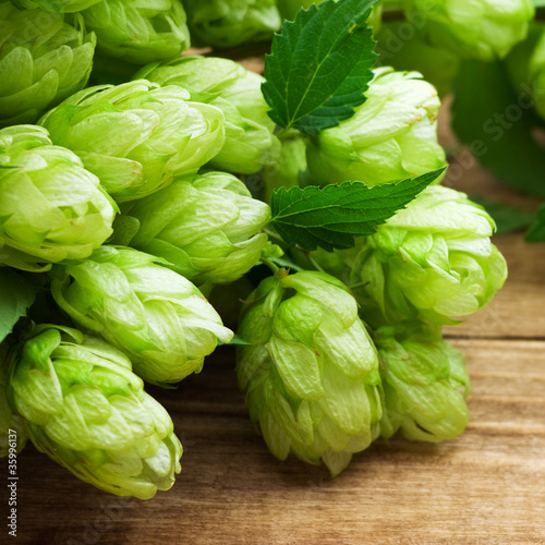 Photo: branch of hop on wooden background branch of hop on wooden background