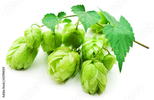 Photo: branch of hop isolated on white branch of hop isolated on white