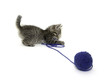 Tabby kitten and blue ball of yarn