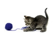 Tabby kitten and blue ball of yarn