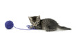 Tabby kitten and blue ball of yarn