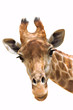 Foto: Giraffe closeup Giraffe closeup