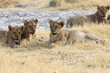 Photo: Löwenfamilie im Etosha Nationalpark Löwenfamilie im Etosha Nationalpark
