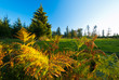 Herbstlandschaft