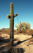 Saguaros