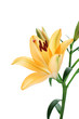 Orange lily