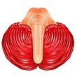 Cerebellum and medulla oblongata Cerebellum and medulla oblongata