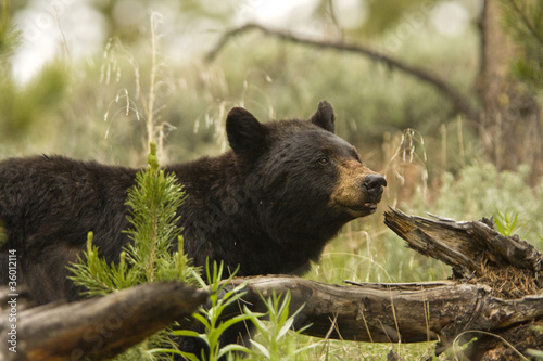 Photo: Black Bear in the wild, in Yellowstone National Park Black Bear in the wild, in Yellowstone National Park