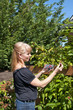Attractive blond woman picking raspberries