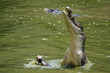 Crocodile