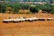 Photo: Il Gregge Il Gregge