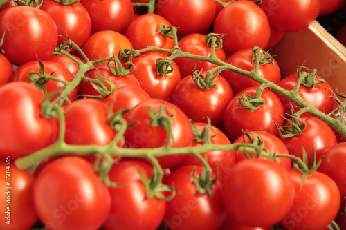 Photo: Tomatoes Tomatoes