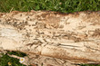 Altes Holz