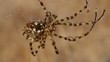 Argiope (araña)
