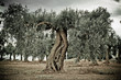 ulivo secolare
