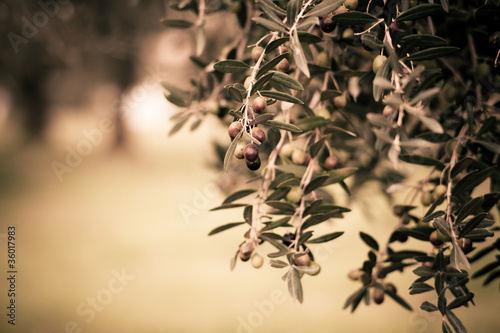 Photo: olive olive