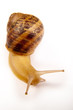 lumaca