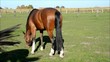 Pferd