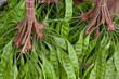 Asiatische Bohne; Parkia speciosa