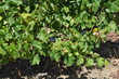 vignes