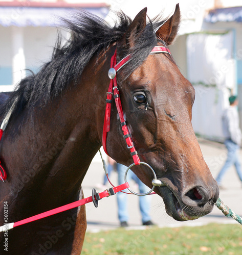 Photo: Horses portrait Horses portrait