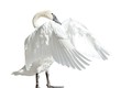 Trumpeter Swan isolated