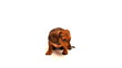 HD - Dachshund puppy looks into the camera HD - Dachshund puppy looks into the camera