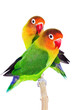 Pair of lovebirds